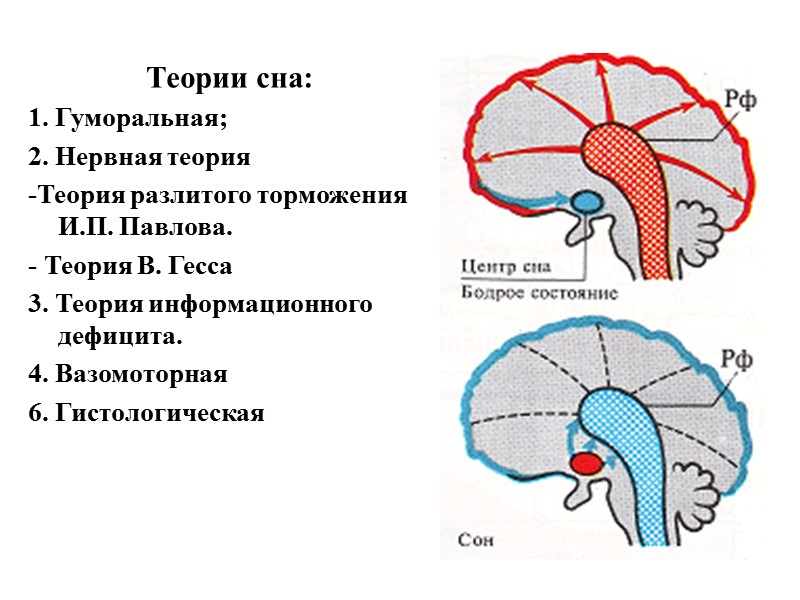 Теории сна: 1. Гуморальная; 2. Нервная теория  -Теория разлитого торможения  И.П. Павлова.